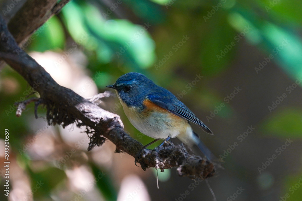 red flanked blue tail on the branch red flanked blue tail on the branch