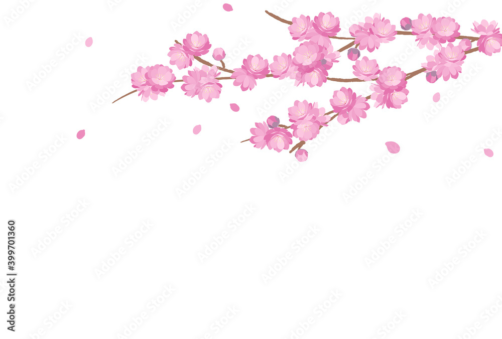 Peach Blossom background spring flower hinamatsuri Peach Blossom background spring flower hinamatsuri