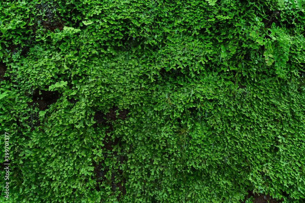exotic leaves texture, nature background exotic leaves texture, nature background