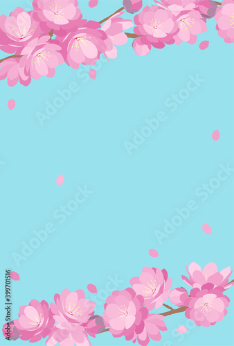 Peach Blossom background spring flower hinamatsuri
