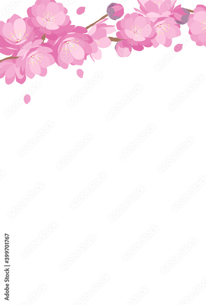 Peach Blossom background spring flower hinamatsuri
