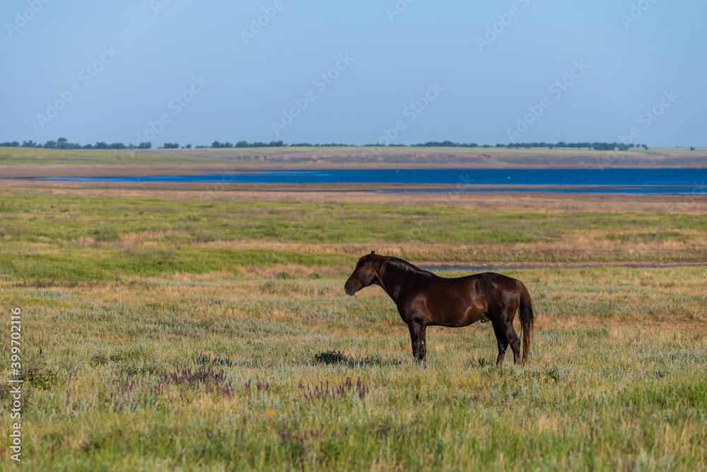 Wild horses graze in the meadow at sunset Wild horses graze in the meadow at sunset