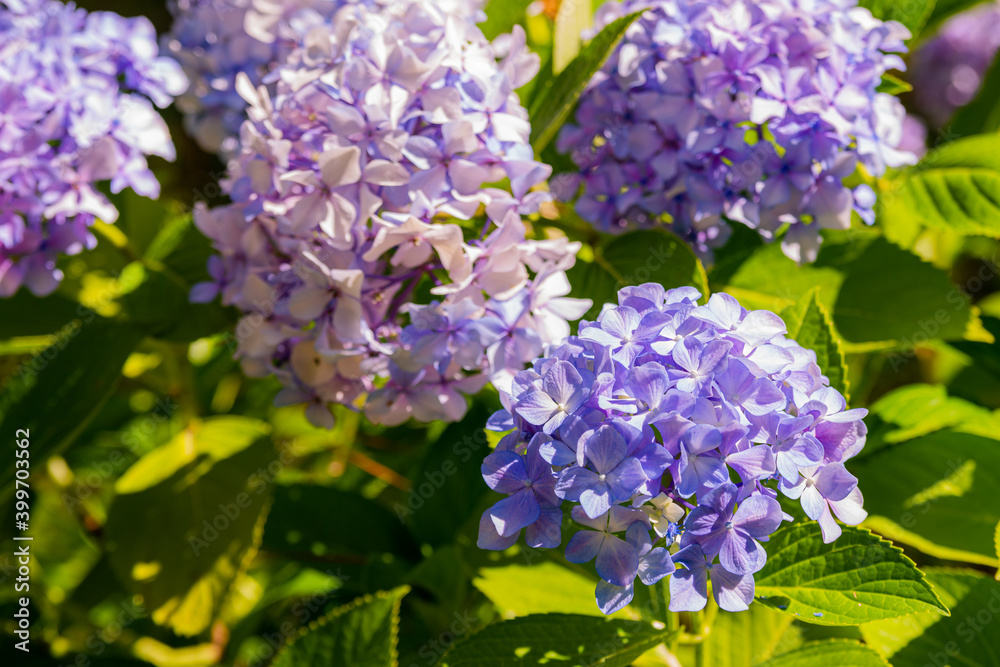 Mophead Hydrangea - Hydrangea macrophylla 'Endless Summer' Mophead Hydrangea - Hydrangea macrophylla 'Endless Summer'