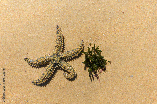 Starfish at low tide in the atlantic ocean in summer photo