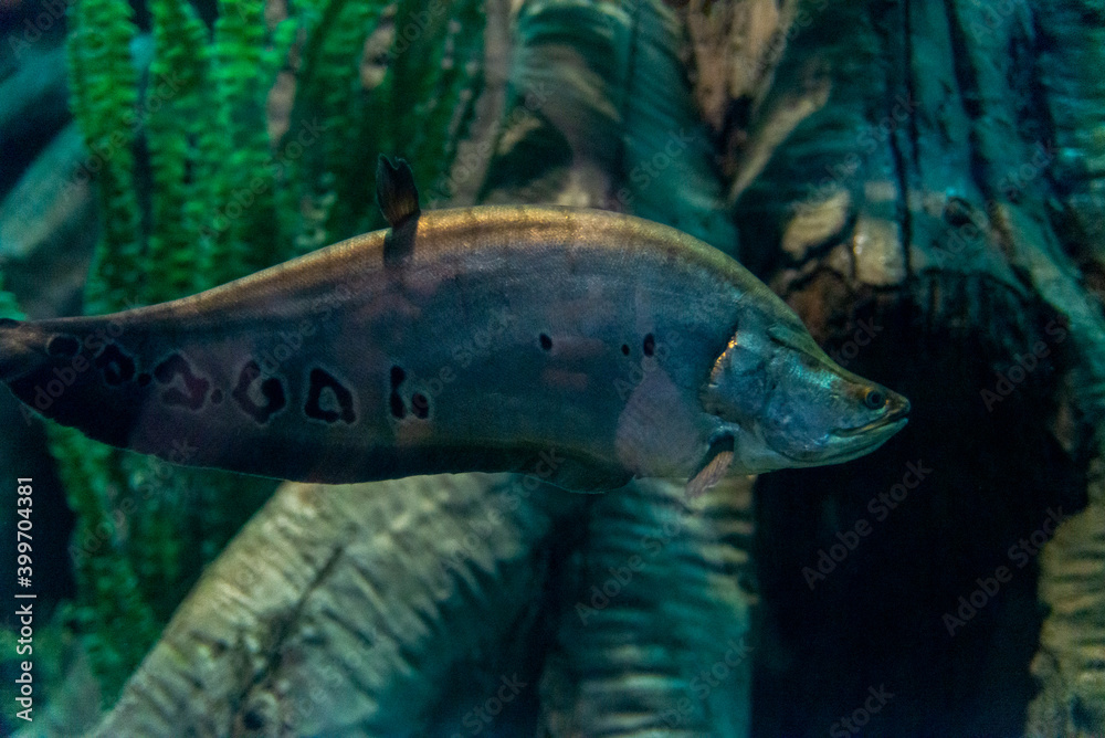 The bronze featherback fish or Notopterus chitala in freshwater tank