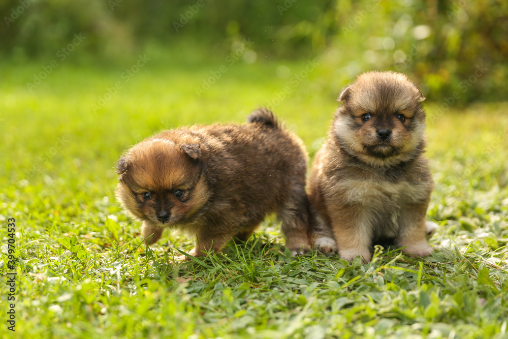 spitz puppies is on grass outdoor at sunny day spitz puppies is on grass outdoor at sunny day
