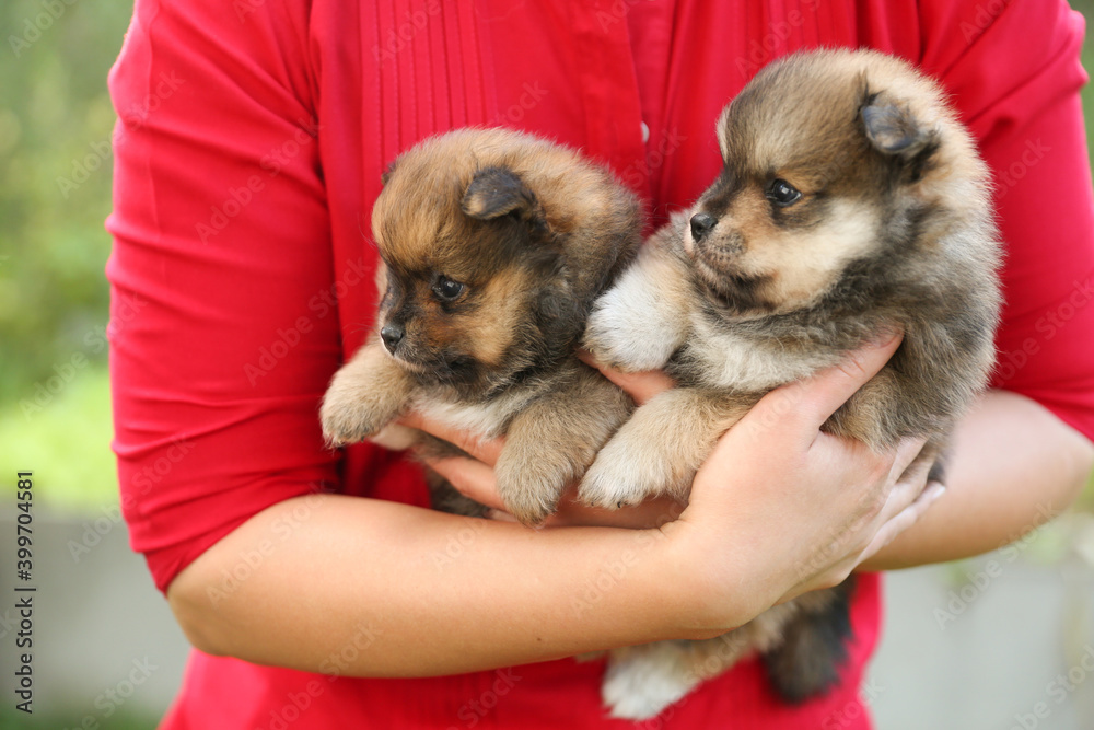 woman's hands hold small spitz puppies woman's hands hold small spitz puppies