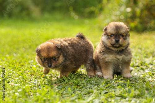 Fototapeta Naklejka Na Ścianę i Meble -  spitz puppies is on grass outdoor at sunny day