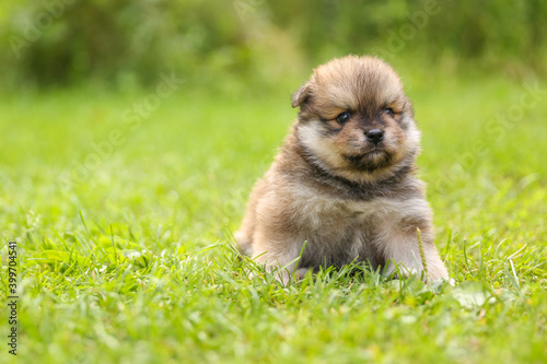 Fototapeta Naklejka Na Ścianę i Meble -  spitz puppy is on grass outdoor at sunny day