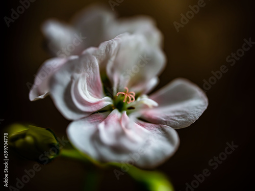 macro of a flower