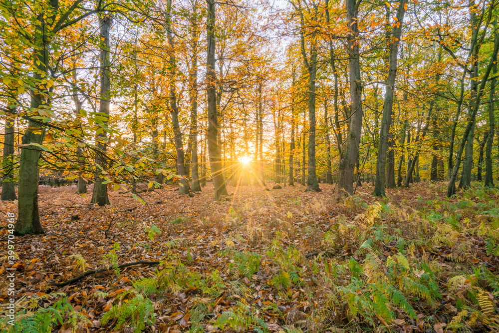 Sherwood forest in autumn season. England