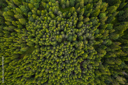 Aerial view of a picturesque coniferous forest, the Rhodopes in Bulgaria