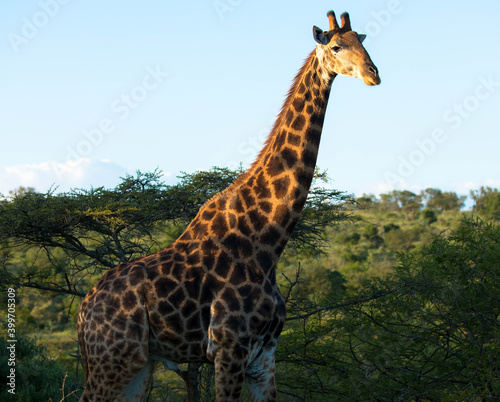 A beautiful image of a cute giraffe standing between the trees. Scene at a game drive in Kruger National Park, South Africa © familie-eisenlohr.de