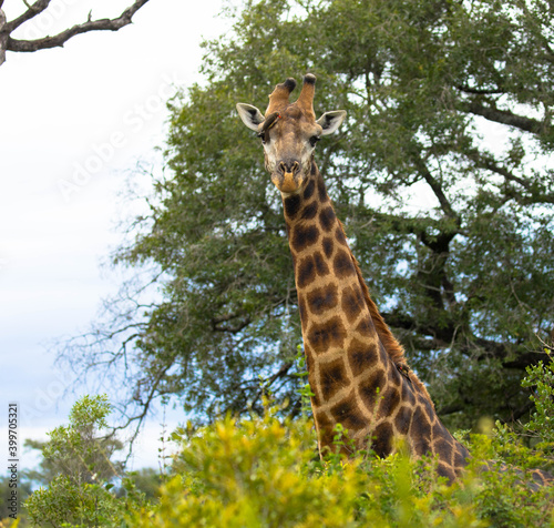 A beautiful image of a cute giraffe standing between the trees. Scene at a game drive in Kruger National Park  South Africa