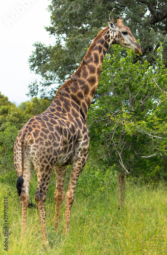 A beautiful image of a cute giraffe standing between the trees. Scene at a game drive in Kruger National Park  South Africa