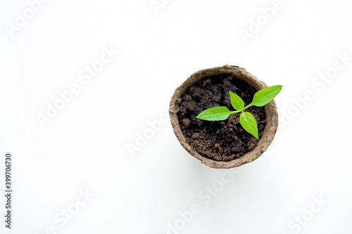 A young seedling in a peat pot on a white background. The view from the top. Close up.