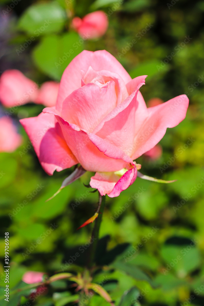 薔薇 ローズ バラ ガーデン ピンク 綺麗