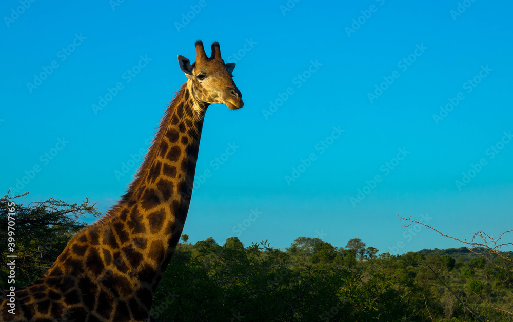 Obraz premium A large african rothschild giraffe against blue sky. Copy space. Tourism an vacations concept. Kruger national park, South Africa