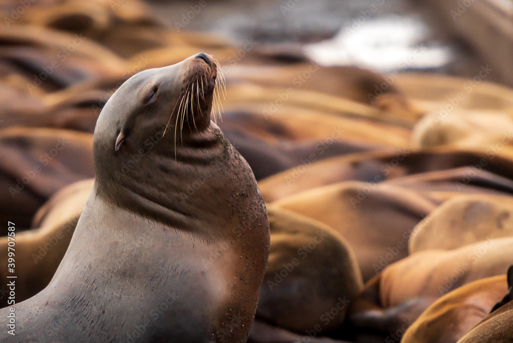 Fototapeta premium sleepy sealion