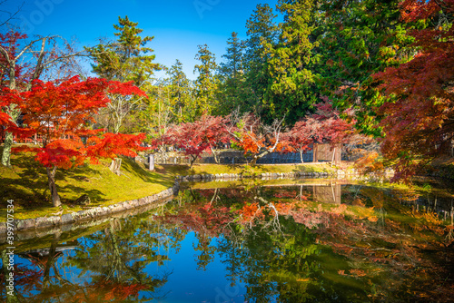 Colorful Japanese maple tree leaves in Nara Park, Nara, Japan