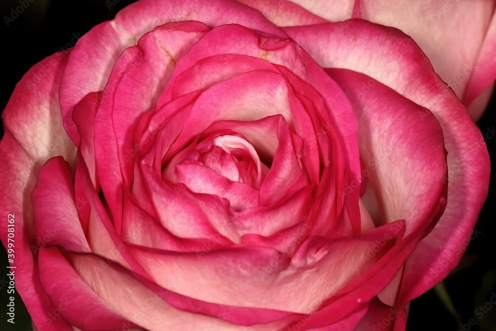 Macro photo of reddish pink rose. Macro photo of reddish pink rose.