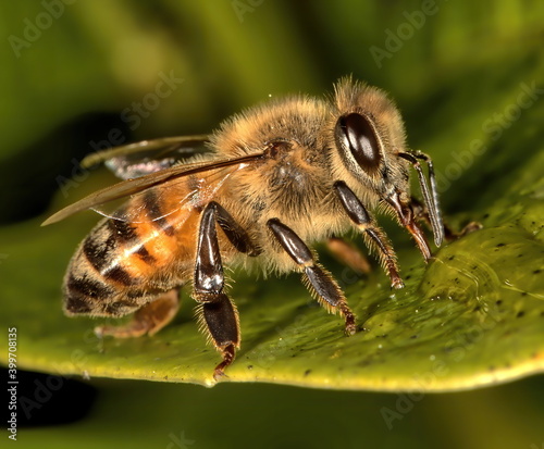 Macro photograph of Honey bee drinking honey from a leaf.