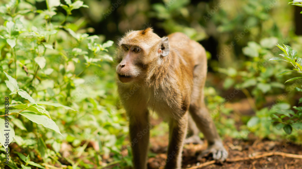 Fototapeta premium Indonesian monkey was crawling looking for something - image