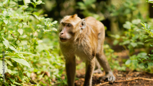 Indonesian monkey was crawling looking for something - image © Arif