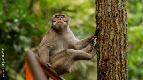 Canvas Print The monkey is sitting on the railing in a funny pose on the background of forest