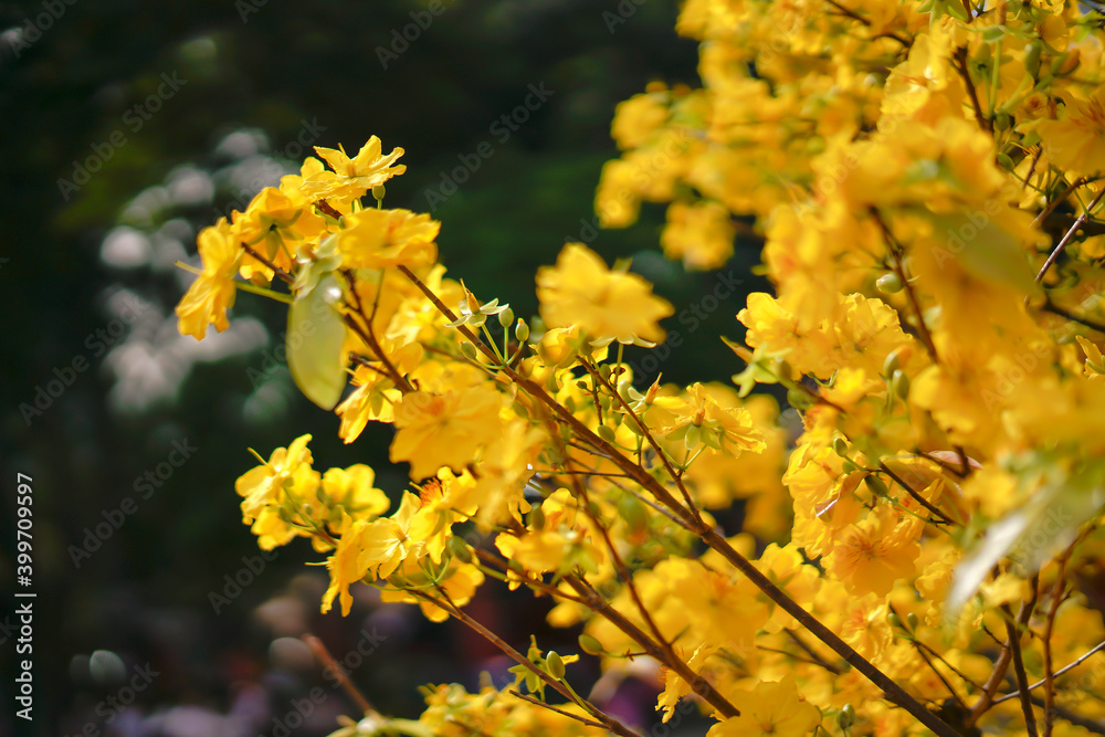 Hoa Mai tree (Ochna Integerrima) flower, traditional lunar new year (Tet holiday) in Vietnam