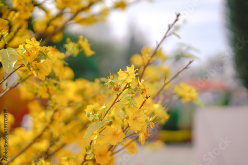 Hoa Mai tree (Ochna Integerrima) flower, traditional lunar new year (Tet holiday) in Vietnam