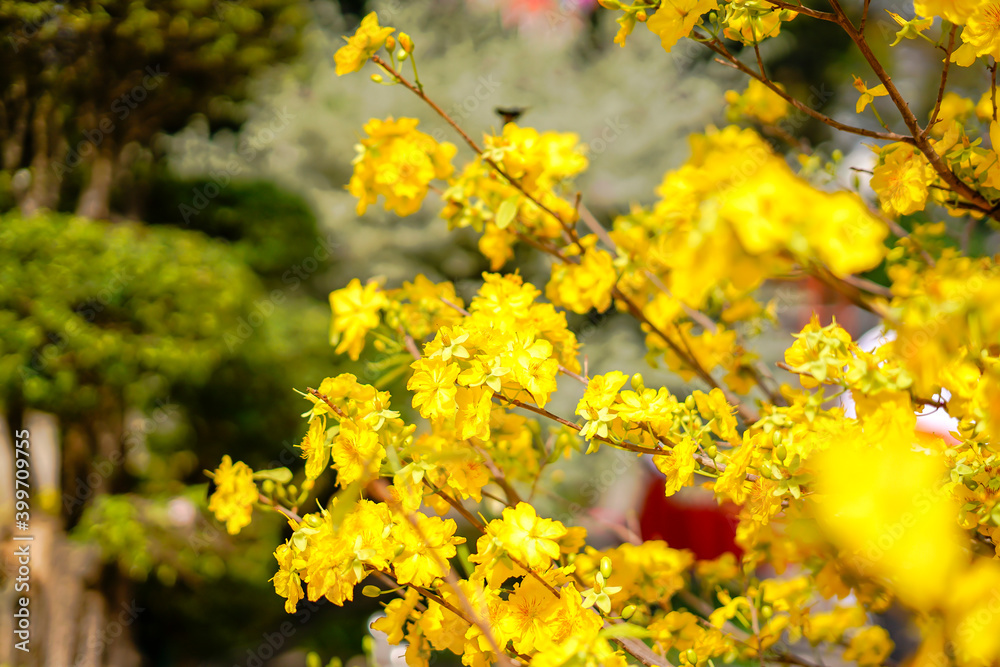 Hoa Mai tree (Ochna Integerrima) flower, traditional lunar new year (Tet holiday) in Vietnam Hoa Mai tree (Ochna Integerrima) flower, traditional lunar new year (Tet holiday) in Vietnam