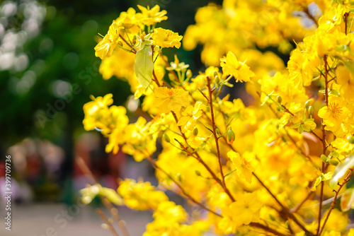 Hoa Mai tree (Ochna Integerrima) flower, traditional lunar new year (Tet holiday) in Vietnam