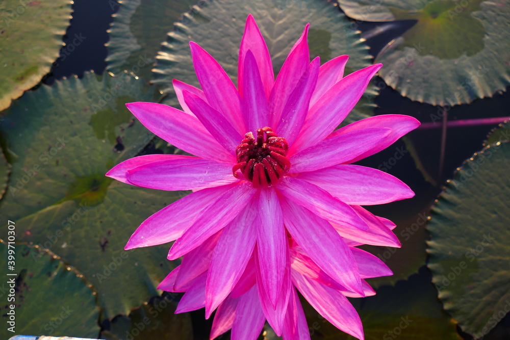 photo painting amazingly beautiful blooming lotus flower against the background of blue water and greenery of plants. photo painting amazingly beautiful blooming lotus flower against the background of blue water and greenery of plants.