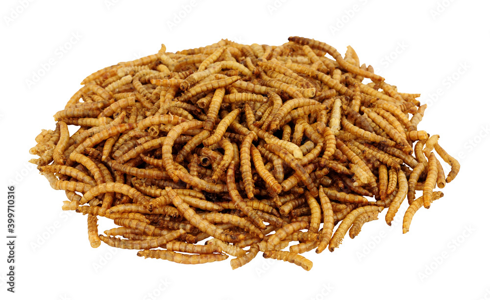 Pile of dried mealworm larvae isolated on a white background, used for pets and wild bird food Pile of dried mealworm larvae isolated on a white background, used for pets and wild bird food
