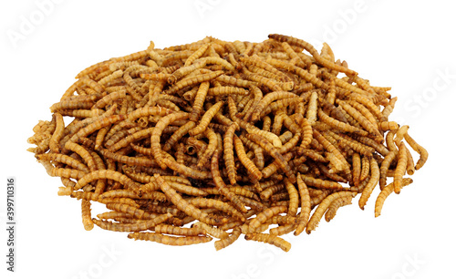 Pile of dried mealworm larvae isolated on a white background, used for pets and wild bird food photo