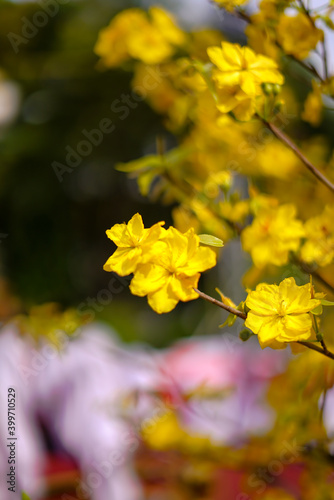 Hoa Mai tree (Ochna Integerrima) flower, traditional lunar new year (Tet holiday) in Vietnam