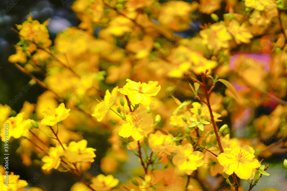 Hoa Mai tree (Ochna Integerrima) flower, traditional lunar new year (Tet holiday) in Vietnam Hoa Mai tree (Ochna Integerrima) flower, traditional lunar new year (Tet holiday) in Vietnam