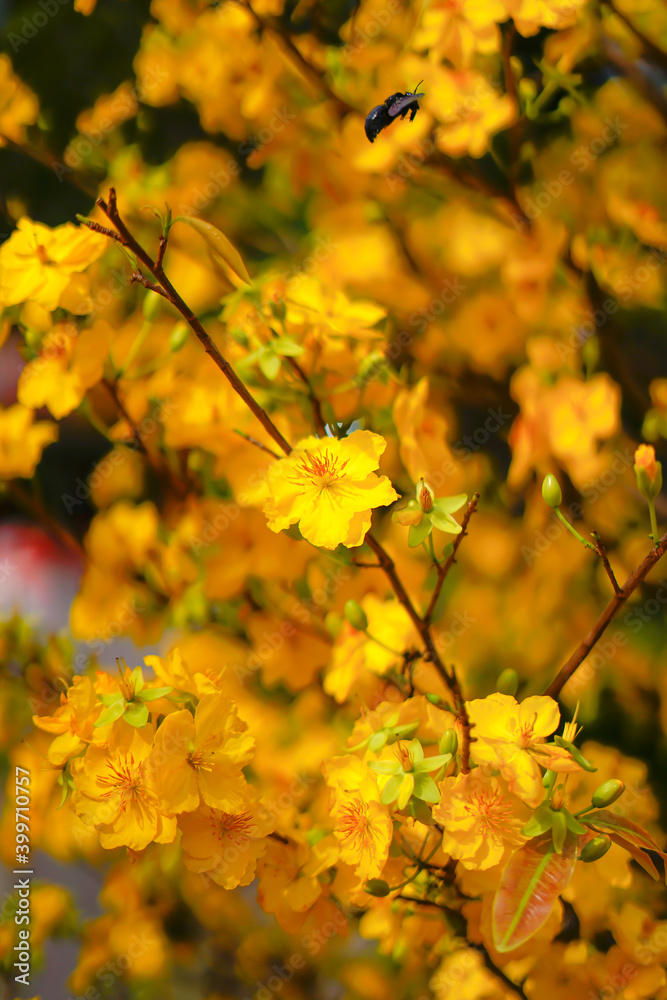 Hoa Mai tree (Ochna Integerrima) flower, traditional lunar new year (Tet holiday) in Vietnam Hoa Mai tree (Ochna Integerrima) flower, traditional lunar new year (Tet holiday) in Vietnam