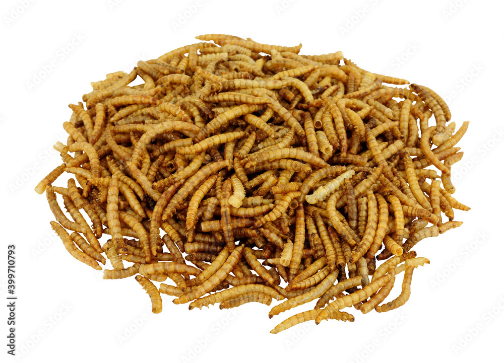 Pile of dried mealworm larvae isolated on a white background, used for pets and wild bird food Pile of dried mealworm larvae isolated on a white background, used for pets and wild bird food