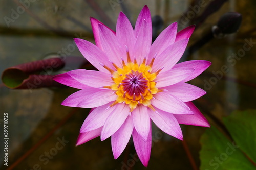 photo painting amazingly beautiful blooming lotus flower against the background of blue water and greenery of plants.