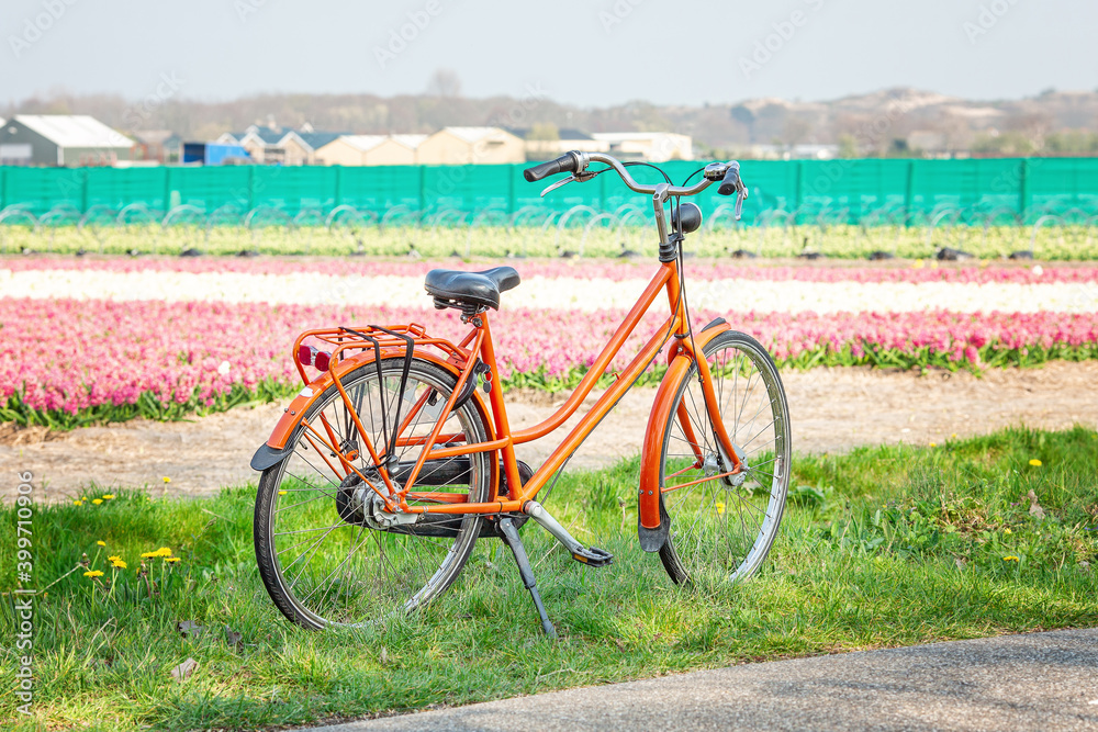 Orange bicycle next to a field of hyacinths. Dutch spring landscape Orange bicycle next to a field of hyacinths. Dutch spring landscape