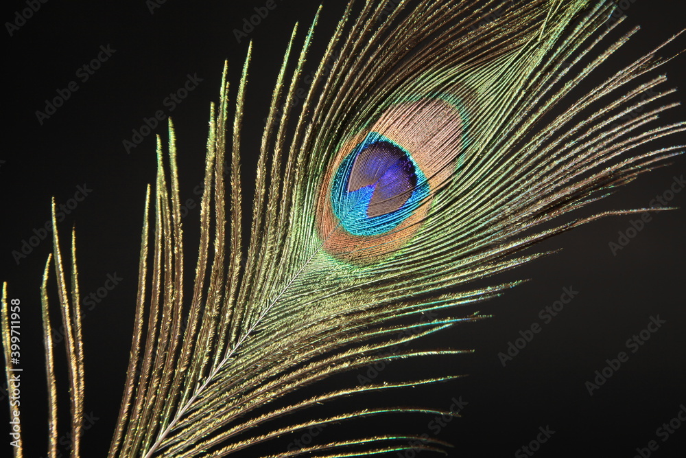 Naklejka premium Peacock feather isolated on a black background. High quality photo