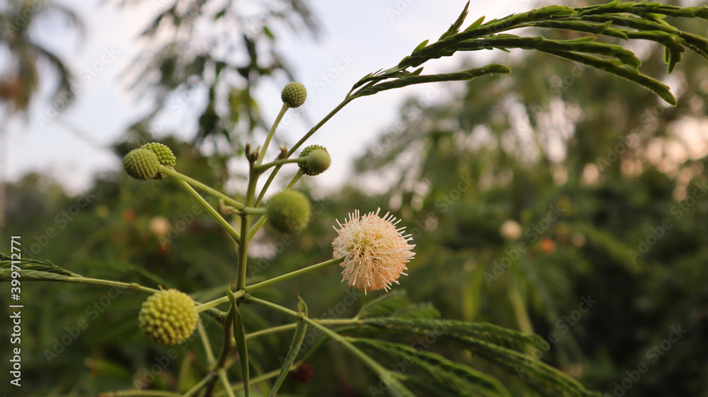 Close up flower of white popinac, lead tree, horse tamarind or wild tamarind. Close up flower of white popinac, lead tree, horse tamarind or wild tamarind.