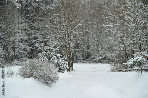 Winter landscape of a mountain river in the snow, around the forest photo