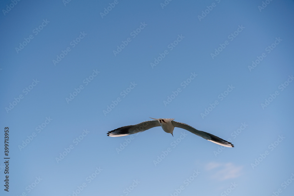 White seagull flies in the blue sky, seagull flies flying bird White seagull flies in the blue sky, seagull flies flying bird