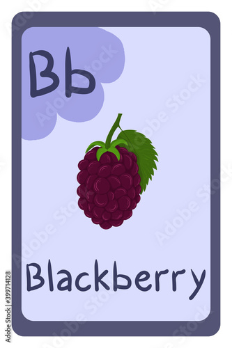 Education flash card abc, letter B - blackberry. Template design. Primary school kids. Phonics flashcard. Food themed ABC cards for teaching with foods, vegetables, fruits and nuts. Series of ABC.