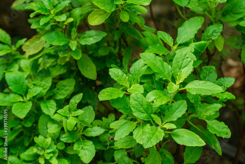 fresh Green basil leaves. Food background. green leaves caraway is a flavorful and aromatic herb for picy food.