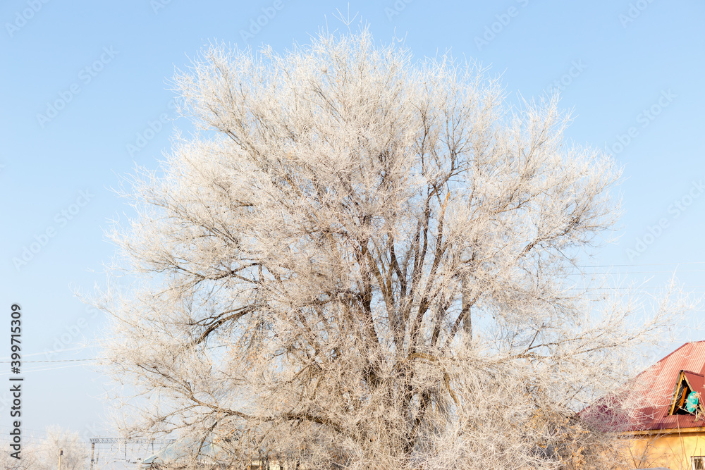 frost on large trees in winter frost on large trees in winter