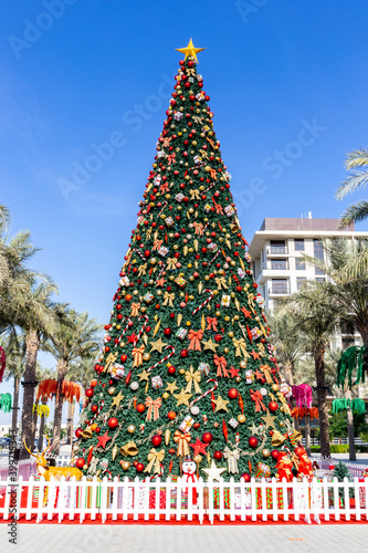 Large Christmas Tree in Dubai, Town Square Park, 2020, amont green palm trees in tropical climate.  photo